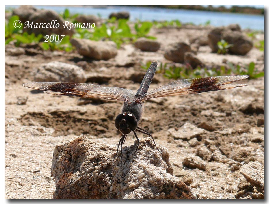Brachythemis leucosticta: unimmigrazione a lieto fine